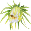 Pitahaya Flower